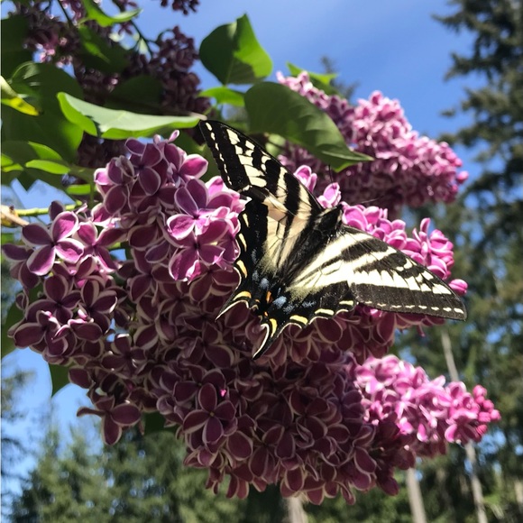 Meet your Posher, Sienna - Picture 1 of 1